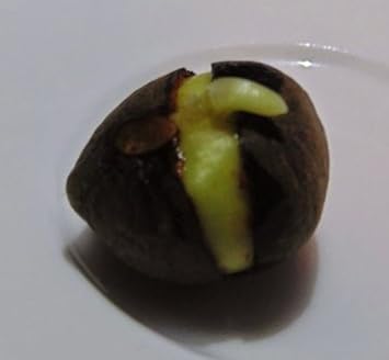 Flower Seeds, Seeds for Planting, Plant Seeds