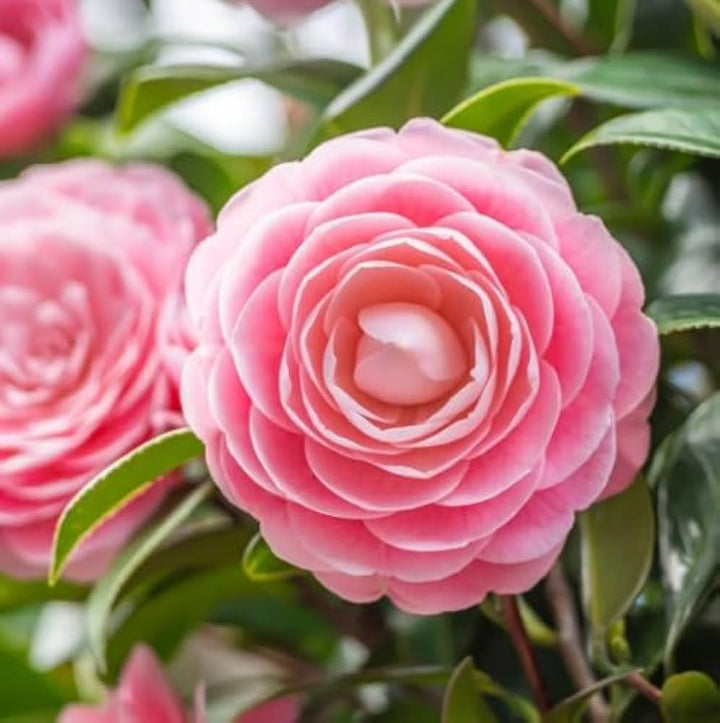 Camellia Flower Seeds Pink for Planting - NON GMO Seeds