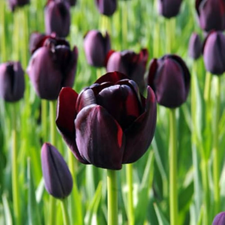 Black Tulip Flower Seeds for Planting | Heirloom Non-GMO High Germination Organic Garden Seeds