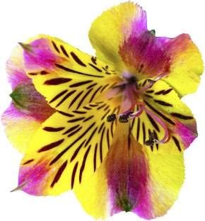 Flower Seeds, Seeds for Planting, Plant Seeds