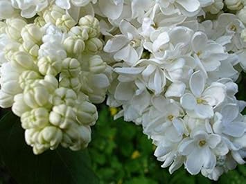 Flower Seeds, Seeds for Planting, Plant Seeds