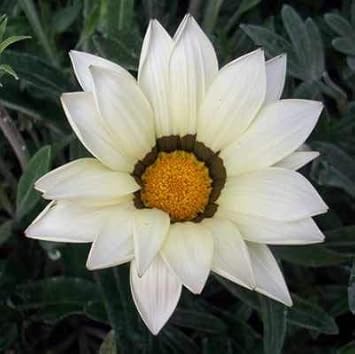 Flower Seeds, Seeds for Planting, Plant Seeds