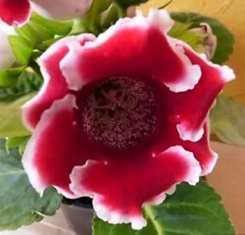 Flower Seeds, Seeds for Planting, Plant Seeds