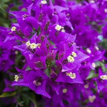 Flower Seeds, Seeds for Planting, Plant Seeds
