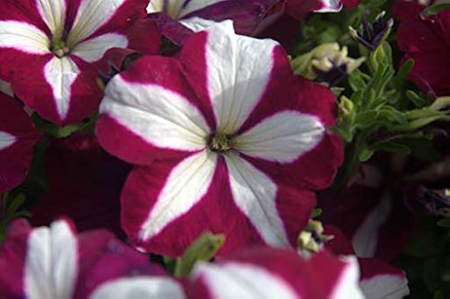 Burgundy White Petunia Flower Seeds for Planting – Heirloom Non-GMO, Easy to Grow Organic Garden Seeds, High Germination