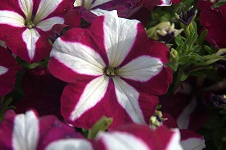 Burgundy White Petunia Flower Seeds for Planting – Heirloom Non-GMO, Easy to Grow Organic Garden Seeds, High Germination