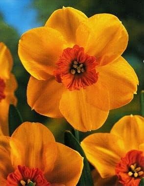 Orange & Red Daffodil Heirloom Non-GMO Seeds for Planting – Vibrant Spring Blooms