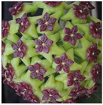 Flower Seeds, Seeds for Planting, Plant Seeds