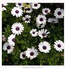 Flower Seeds, Seeds for Planting, Plant Seeds