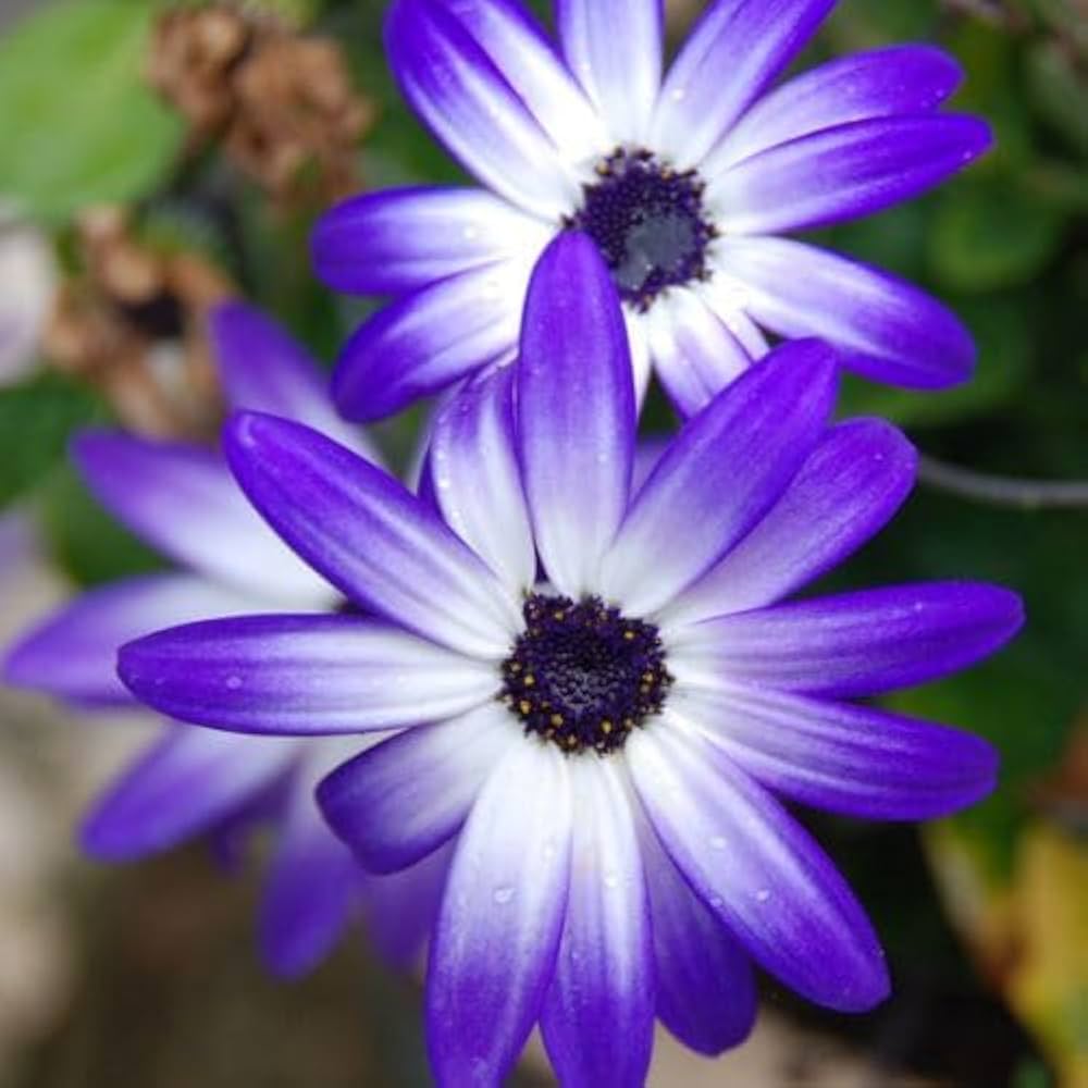 Blue Brachycome Flower Seeds for Planting – Heirloom, Non-GMO, Organic Garden Seeds, High Germination