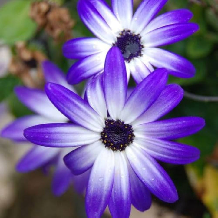 Blue Brachycome Flower Seeds for Planting – Heirloom, Non-GMO, Organic Garden Seeds, High Germination