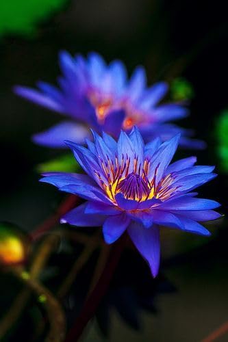 Blue Lotus Seeds (Nymphaea caerulea) – Heirloom, Non-GMO Water Garden Seeds 1000 pcs