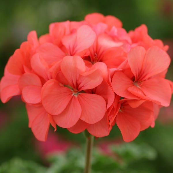 Biosnyg Salmon Geranium Flower Seeds – Heirloom Non-GMO Seeds for Planting, High Germination Organic Garden Seeds