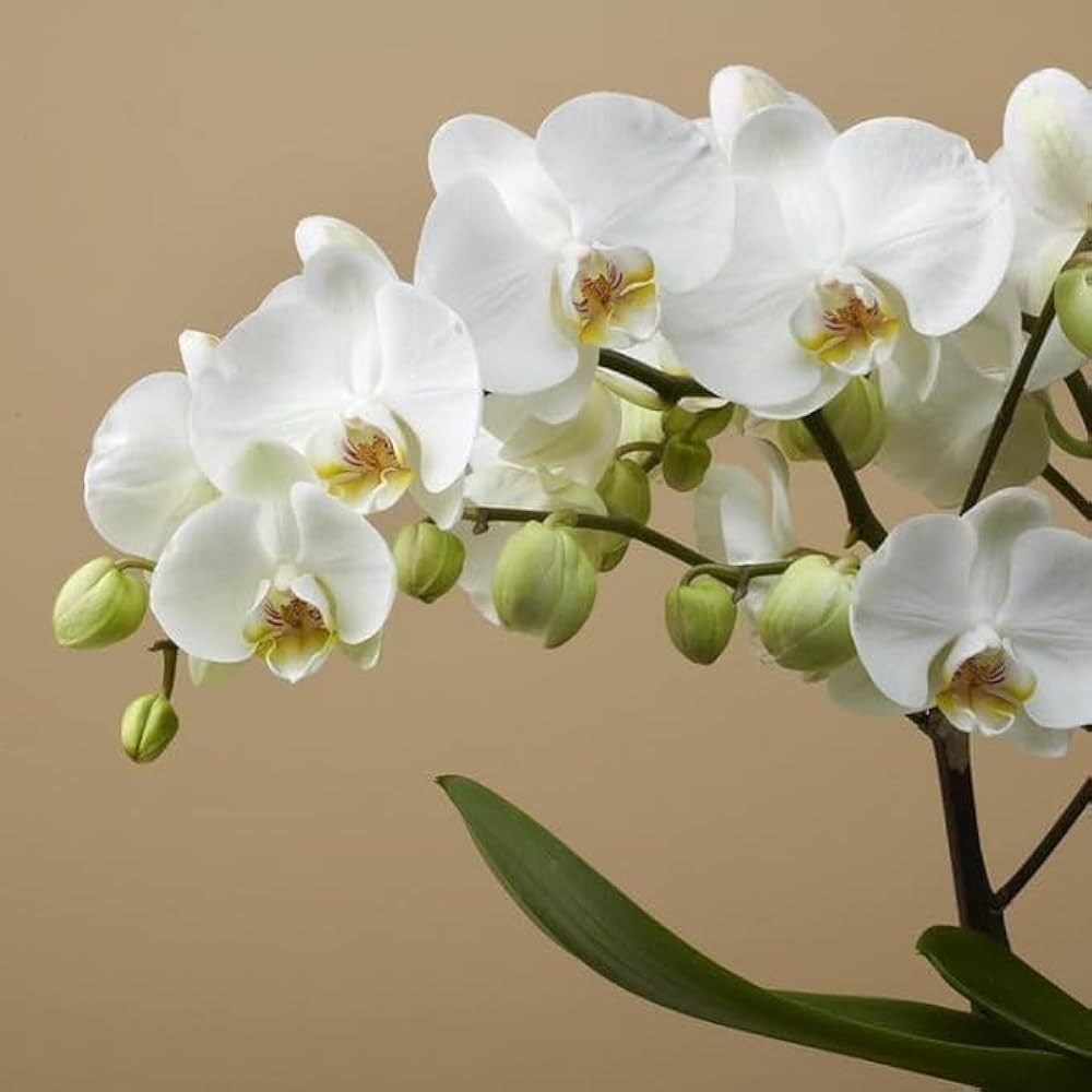 White Phalaenopsis Orchid Flower Seeds for Planting – Heirloom Non-GMO Seeds