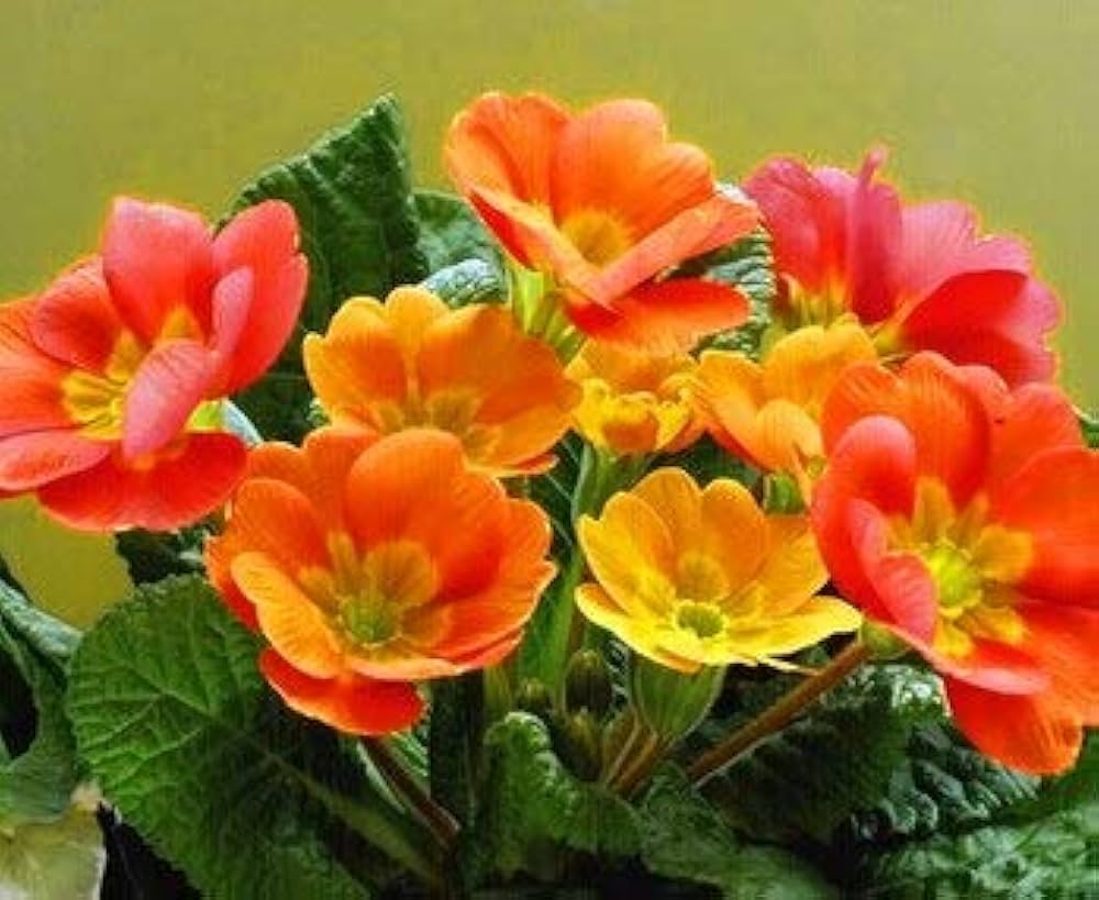 Primula Malacoides Flower Seeds for Planting – Charming Spring Blooming Ornamental Garden Flowers