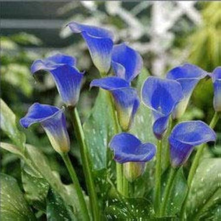 Blue Calla Lily Flower Seeds for Planting – Heirloom, Non-GMO, High Germination Organic Garden Seeds for Elegant Blooms