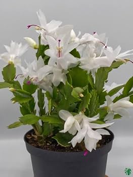 White Schlumbergera Flower Planting Seeds for Garden – Non-GMO, Heirloom, High Germination Seeds