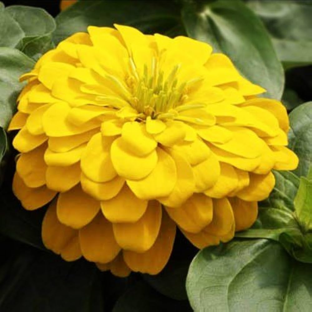 Heirloom Canary Zinnia Flower Seeds – High Germination Seeds for Planting Vibrant, Easy-to-Grow Garden Flowers