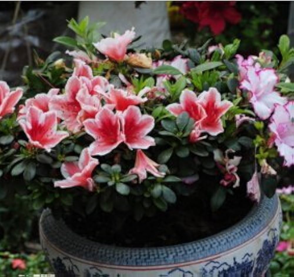 Azalea Flower Seeds Multi-Colored for Planting – Vibrant, Hardy Blooms