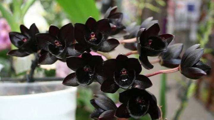 Black Dendrobium Flower Seeds for Planting - Heirloom Non-GMO High Germination Organic Garden Seeds