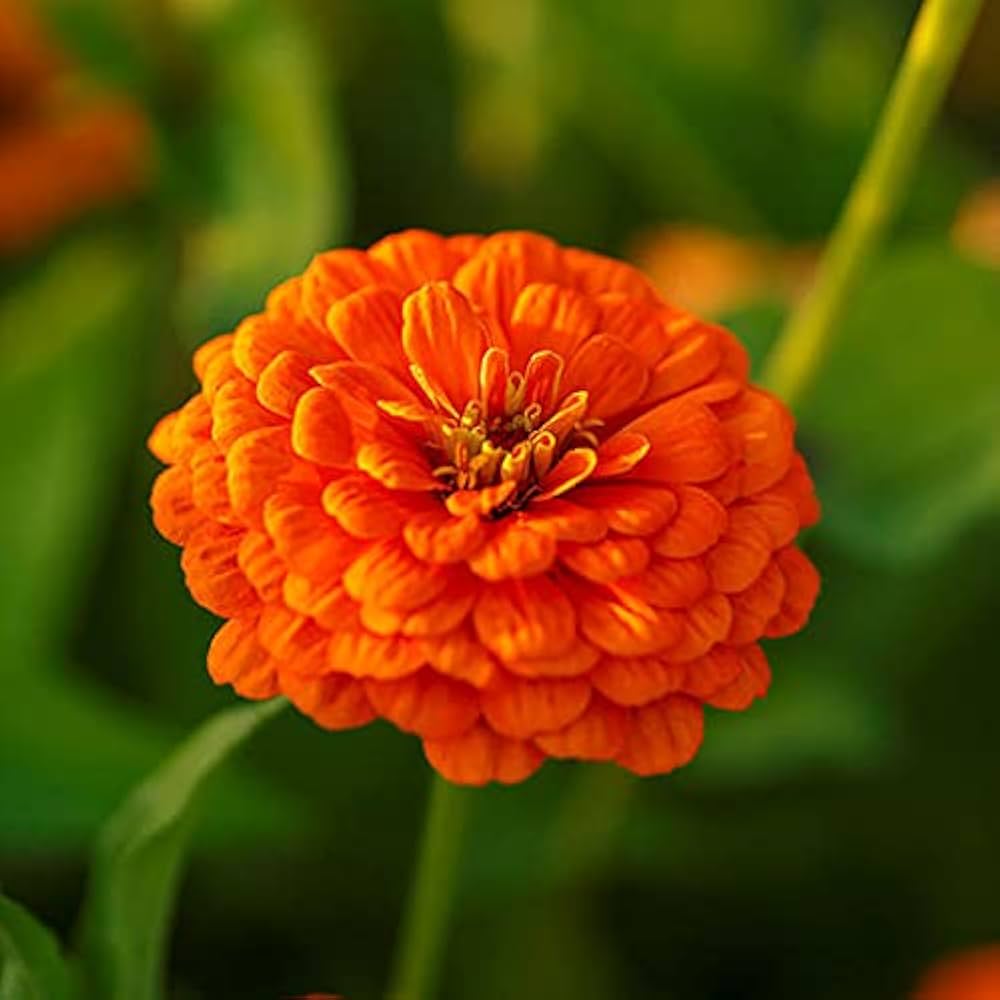 Zinnia Double Zahara Orange Bright Flower Seeds for Planting – Heirloom, Non-GMO, High Germination Garden Blooms