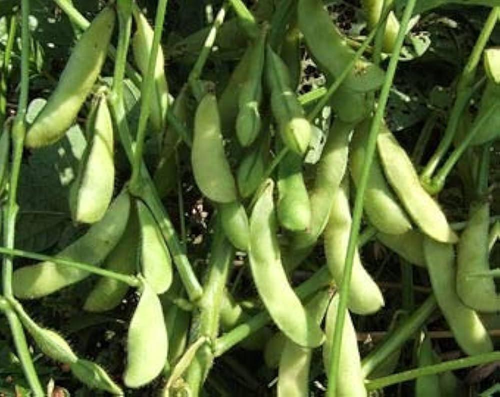 Giant Soybean Seeds – Heirloom Non-GMO for Garden Planting