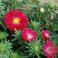 Flower Seeds, Seeds for Planting, Plant Seeds