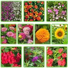 Flower Seeds, Seeds for Planting, Plant Seeds