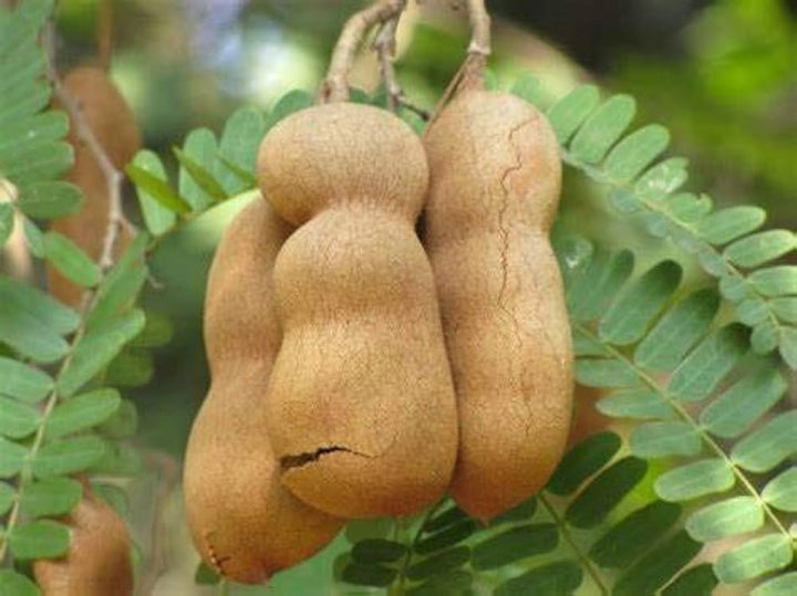 Tamarind Tree Seeds for Planting – Heirloom, Non-GMO, High Germination Organic Garden Seeds for Exotic Outdoor Gardens & Landscaping