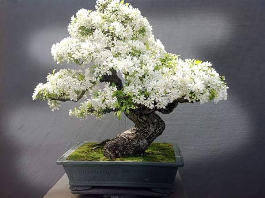 bonsai flower seeds White Simsii Bonsai Flower Seeds – Heirloom Non-GMO High Germination  Organic Garden Seeds for Planting