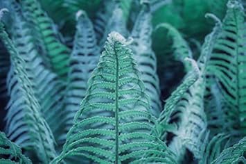 Sky Blue Fern Plant Seeds for Planting – Heirloom, Non-GMO, Organic Garden  Seeds with High Germination