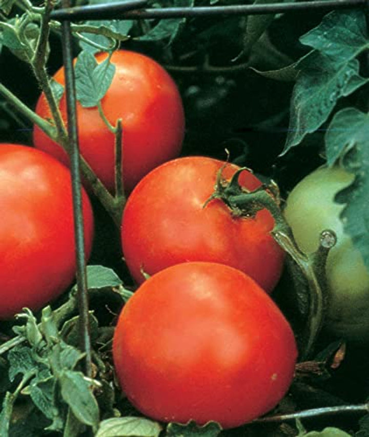 Burpee Celebrity Hybrid Red Tomato Seeds for Planting – Heirloom, Non-GMO, High Germination Vegetable Seeds