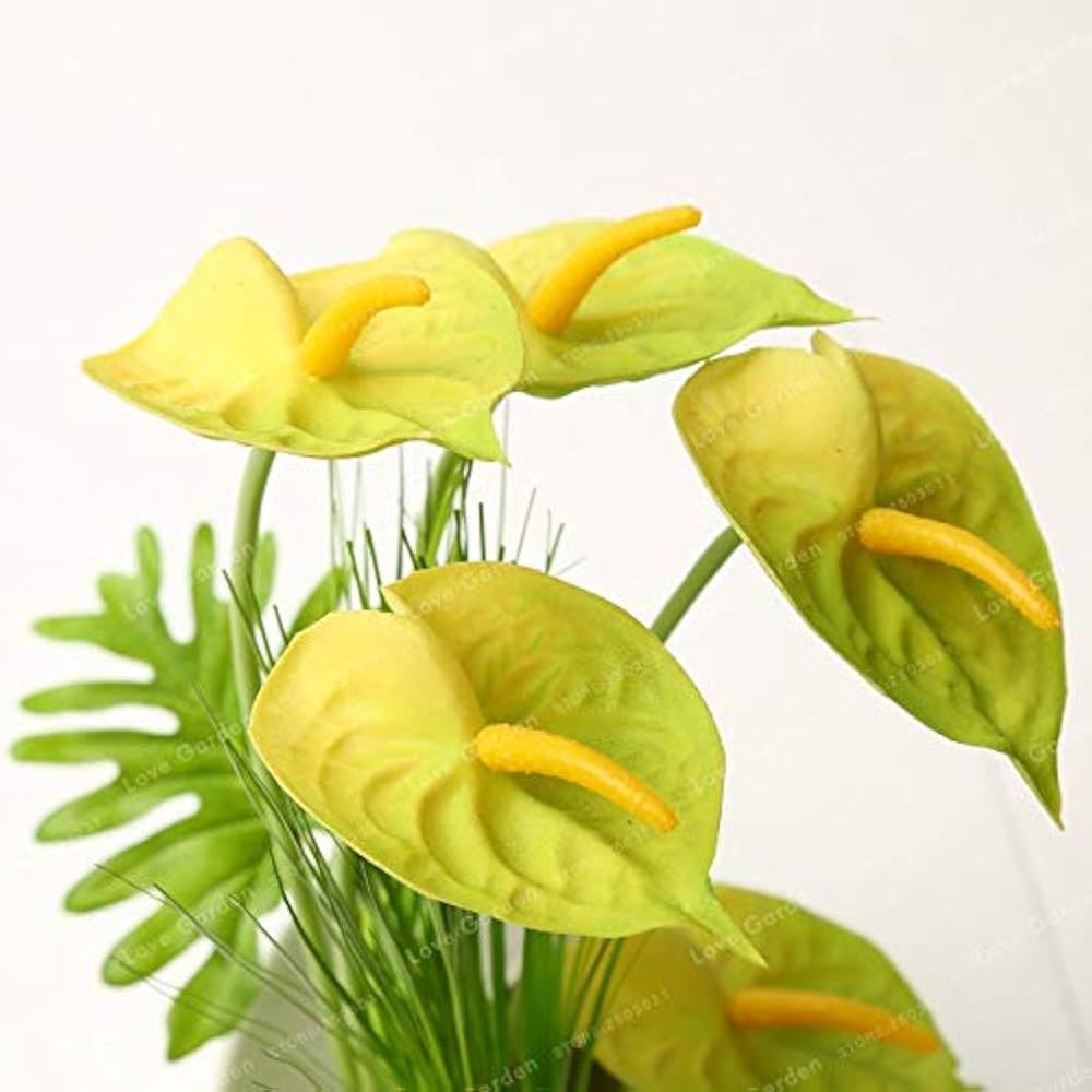 Yellow Anthurium Andraeanu Flower Seeds for Planting – Heirloom & Non-GMO Tropical Garden Seeds
