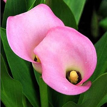 Flower Seeds, Seeds for Planting, Plant Seeds