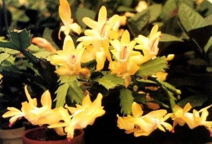 Yellow Schlumbergera Flower Seeds for Planting – Heirloom, Non-GMO, High Germination Christmas Cactus Seeds