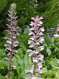 Bear’s Breeches Plant Seeds for Planting – Heirloom & Non-GMO Perennial Garden Seeds