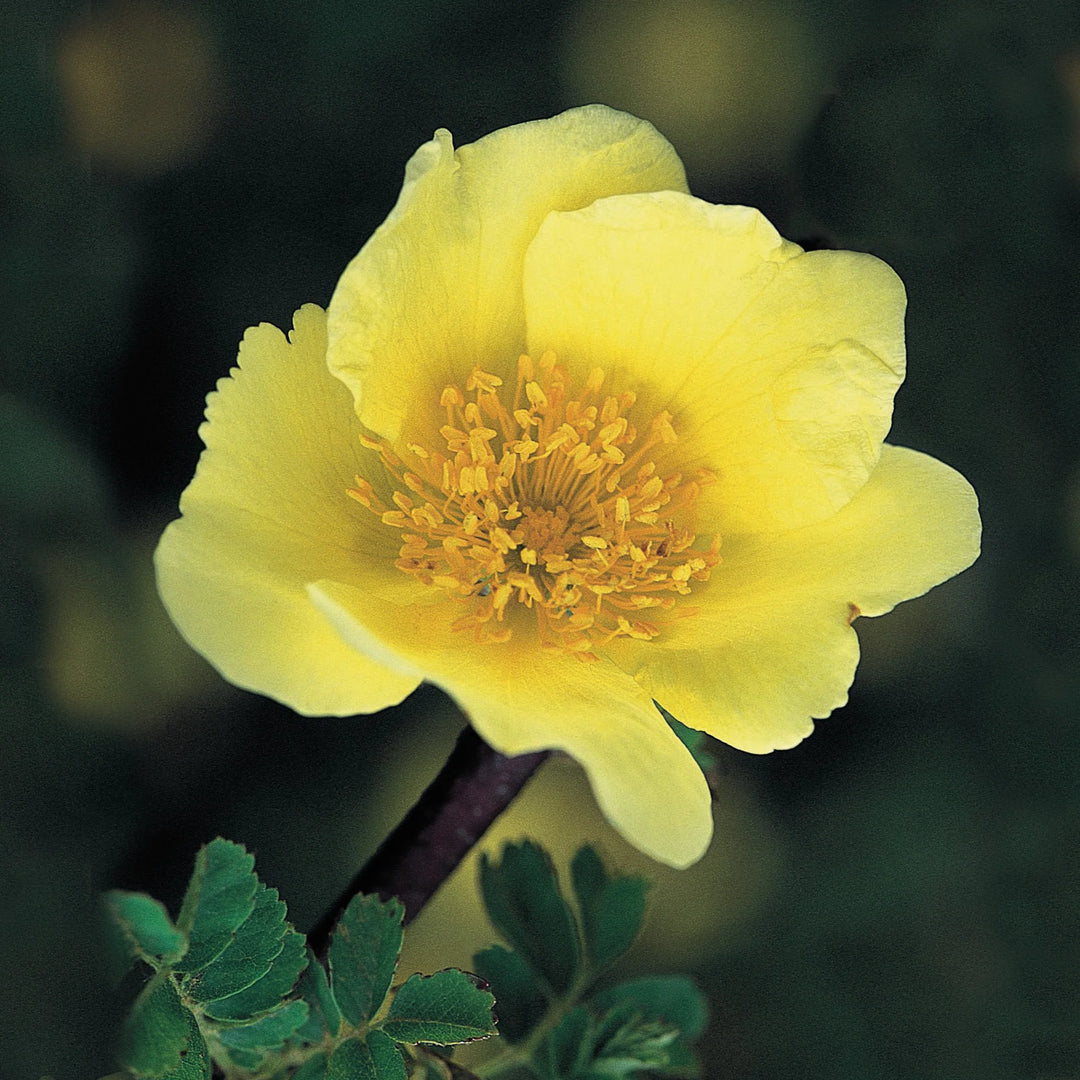 Xanthina Rose Flower Seeds for Planting 100 pcs – Heirloom, Non-GMO, High Germination Garden Seeds