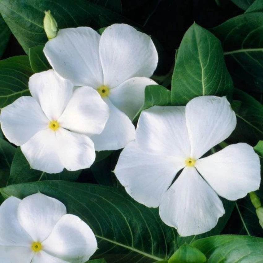 White Periwinkle Vinca Flower Seeds for Planting – Heirloom Non-GMO | High Germination Organic Garden Seeds