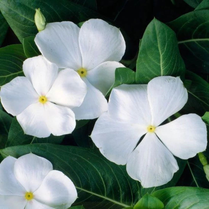 White Periwinkle Vinca Flower Seeds for Planting – Heirloom Non-GMO | High Germination Organic Garden Seeds