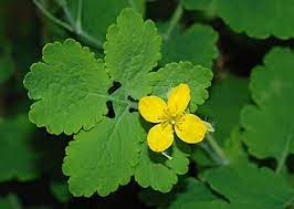 Greater Celandine Seeds (Chelidonium majus) for Planting – Heirloom, Non-GMO Medicinal Herb Seeds