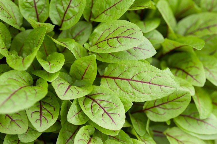 Red-Veined Sorrel Seeds (Rumex Sanguineus) – Heirloom, Non-GMO, High Germination Organic Garden Seeds for Planting & Culinary Use