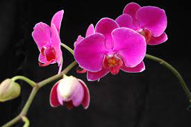 Baby Pink Phalaenopsis Orchid Seeds for Planting – Heirloom, Non-GMO, High Germination Organic Garden Seeds
