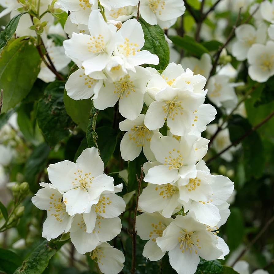 White Philadelphus Coronarius Flower Seeds – Heirloom Non-GMO Mock Orange Blooms for Fragrant Gardens
