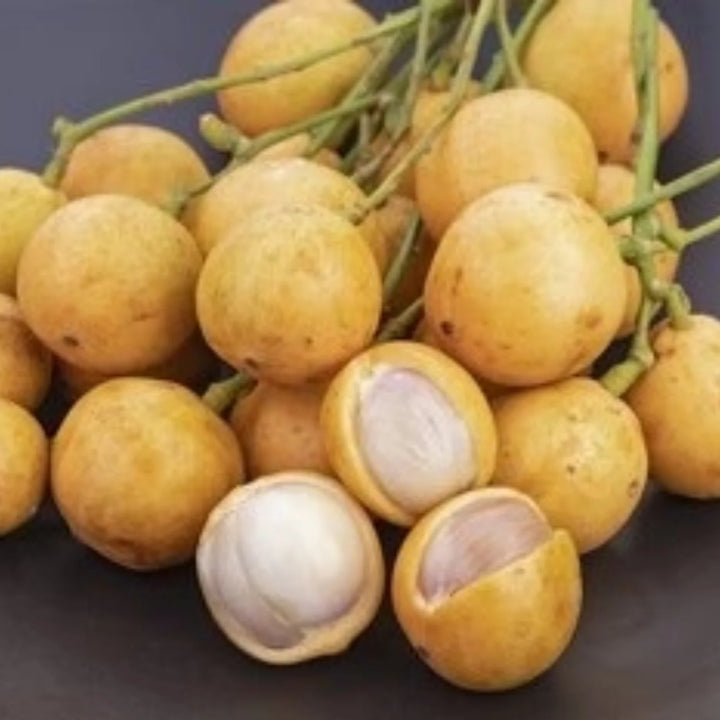 Burmese Grape Fruit Seeds for Planting – Heirloom Non-GMO High Germination Organic Garden Seeds