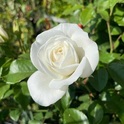 White Rose Heirloom Non-GMO Seeds for Planting – Organic Garden Seeds with High Germination
