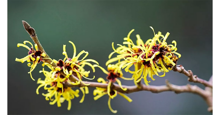 Zaubernuss Hamamelis Flower Seeds for Planting – Heirloom, Non-GMO, High Germination Organic Garden Seeds