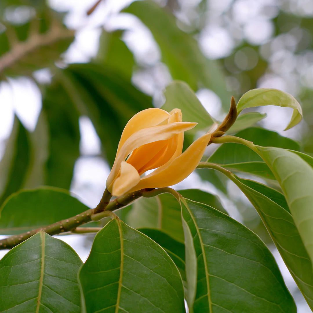 Michelia Flower Seeds for Planting – Heirloom, Non-GMO, High Germination Organic Garden Seeds