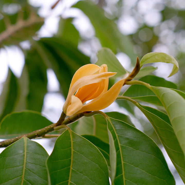 Michelia Flower Seeds for Planting – Heirloom, Non-GMO, High Germination Organic Garden Seeds