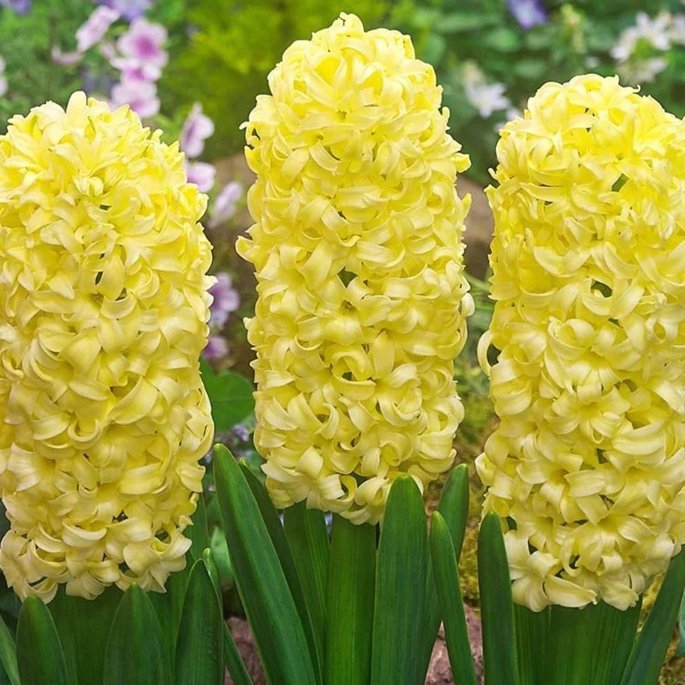 Yellow Hyacinthus Orientalis Flower Seeds for Planting – Heirloom, Non-GMO, High Germination Organic Garden Seeds