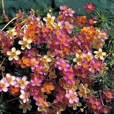 Mix Leptosiphon Flower Seeds for Planting – Heirloom, Non-GMO, High Germination Organic Garden Seeds
